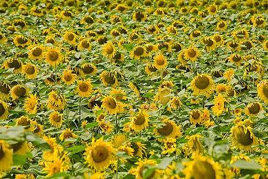 《光环：士官长合集》发布更新 SteamDeck可运行多人模式